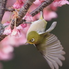 土肥桜とメジロ　2026