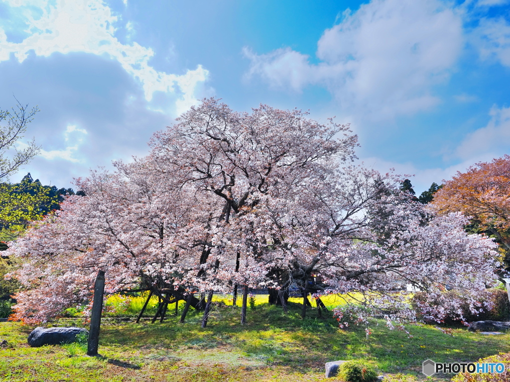 狩宿の下馬桜