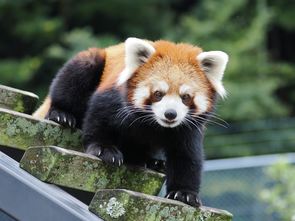 レッサーパンダ　