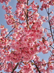 土肥桜　2025