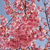 土肥桜　2025