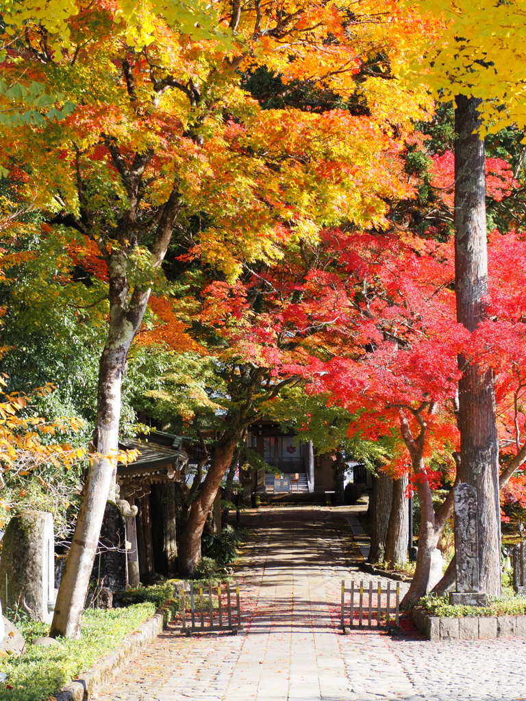 箱根　長安寺　紅葉2025