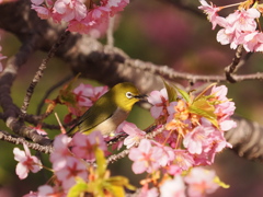河津桜とメジロ　2025-1