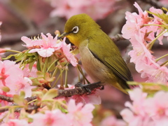 河津桜とメジロ　2026　④