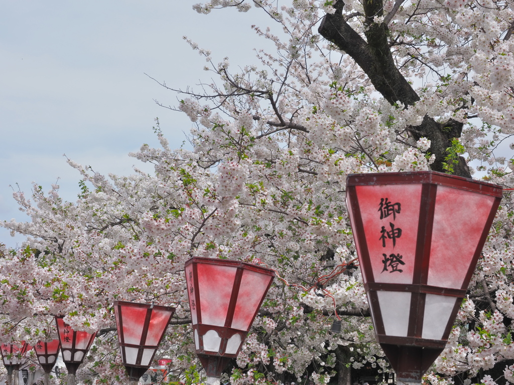 三島大社　桜　2024