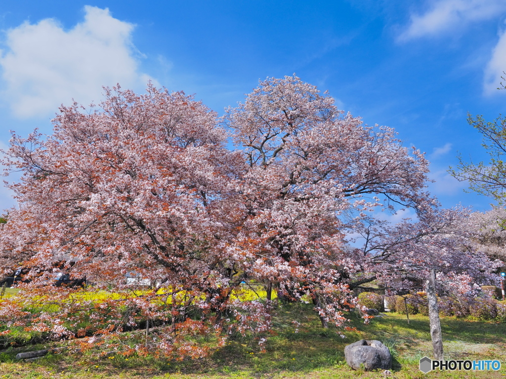 狩宿の下馬桜　2022