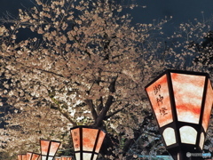 夜の桜　