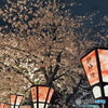 夜の桜　