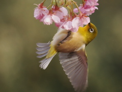 河津桜とメジロ　2026　②