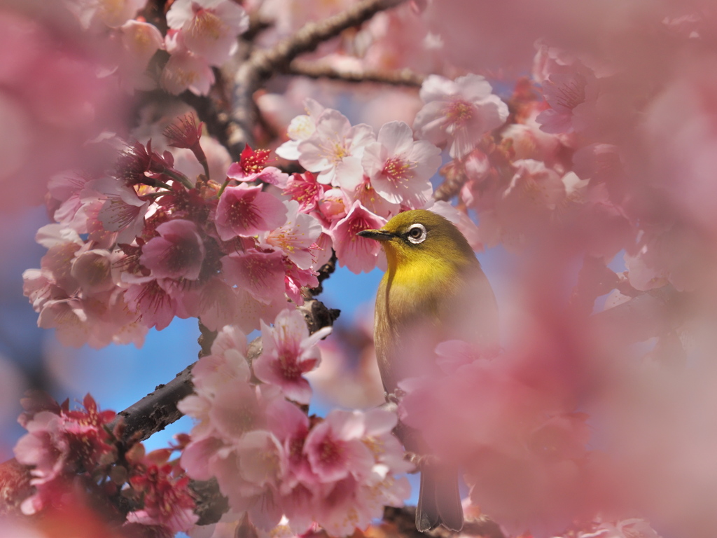 熱海桜とメジロ