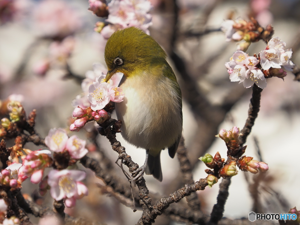 あたみ桜とメジロ