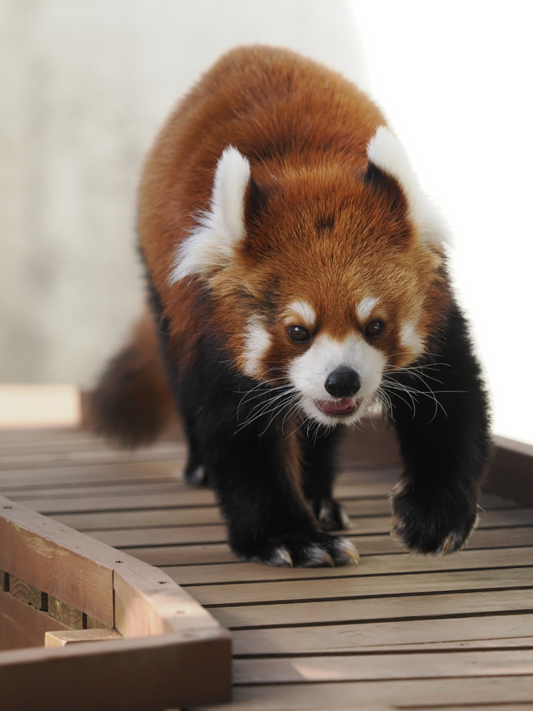 楽寿園　レッサーパンダ