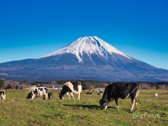 富士山と牛　元旦