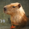 カピバラ