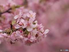 河津桜