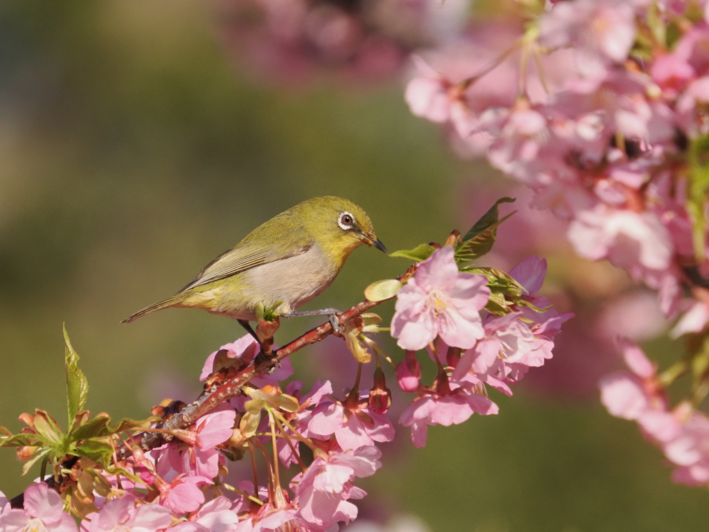河津桜　2025