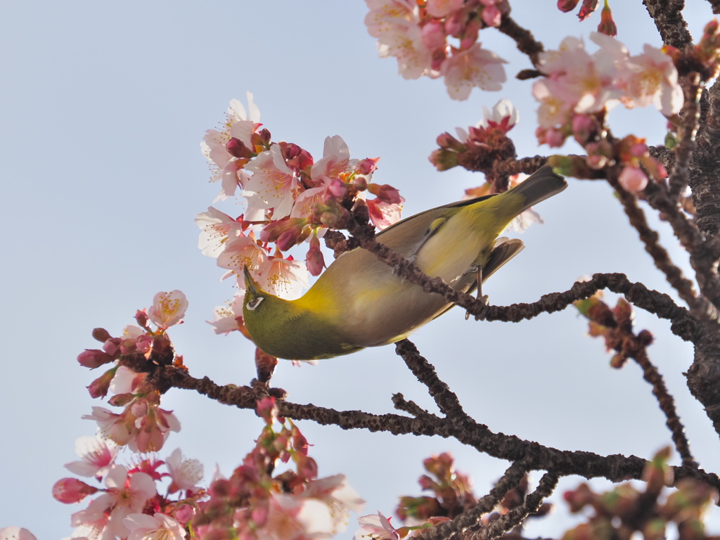 熱海桜　2024