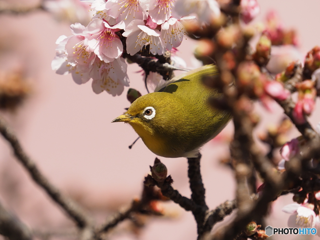 熱海桜とメジロ