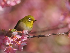 河津桜とメジロ　2026