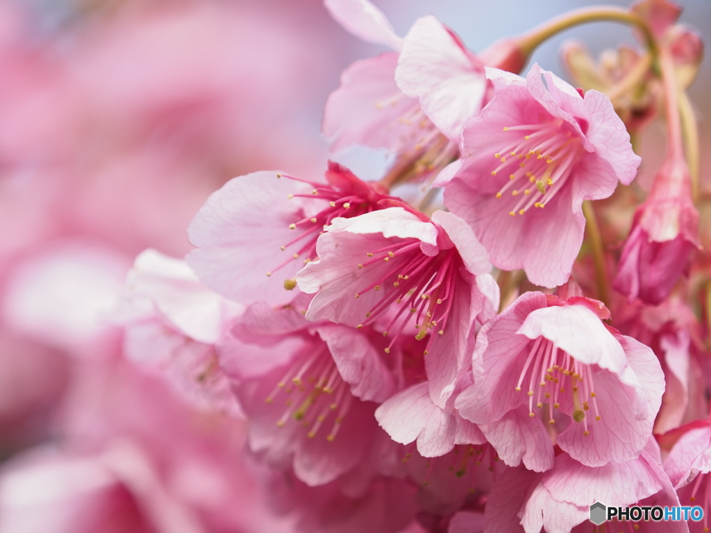 土肥桜