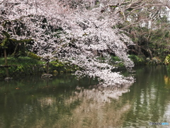 三島大社　桜