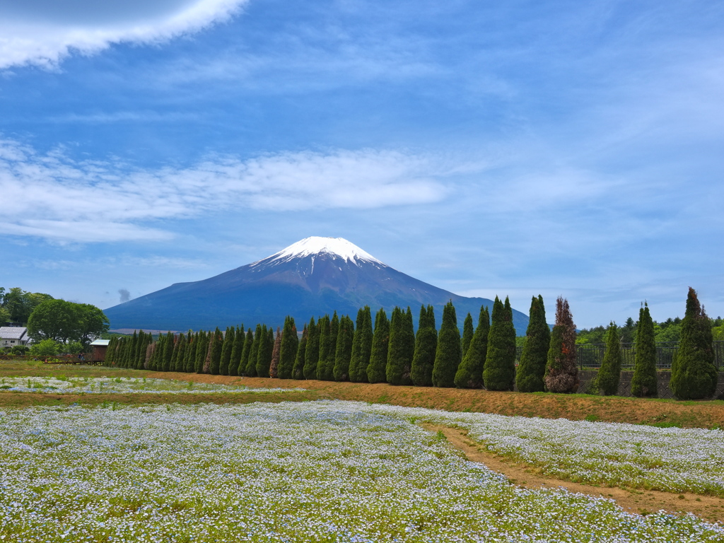 富士山とネモフィラ