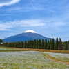 富士山とネモフィラ