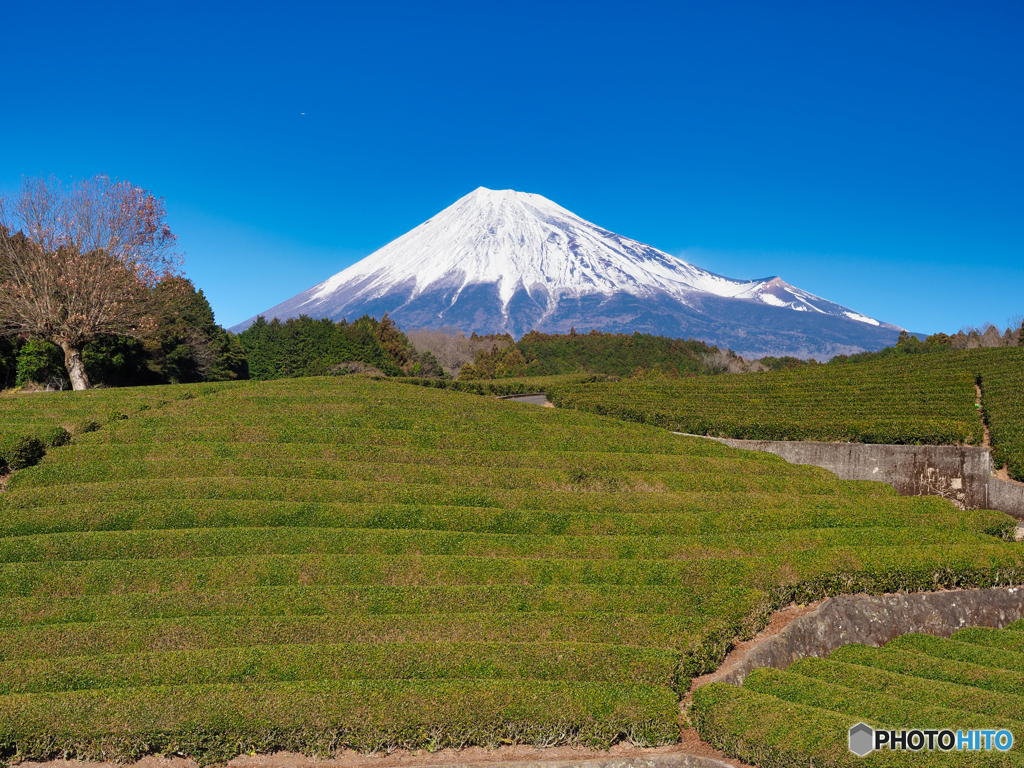 お茶の国の風景