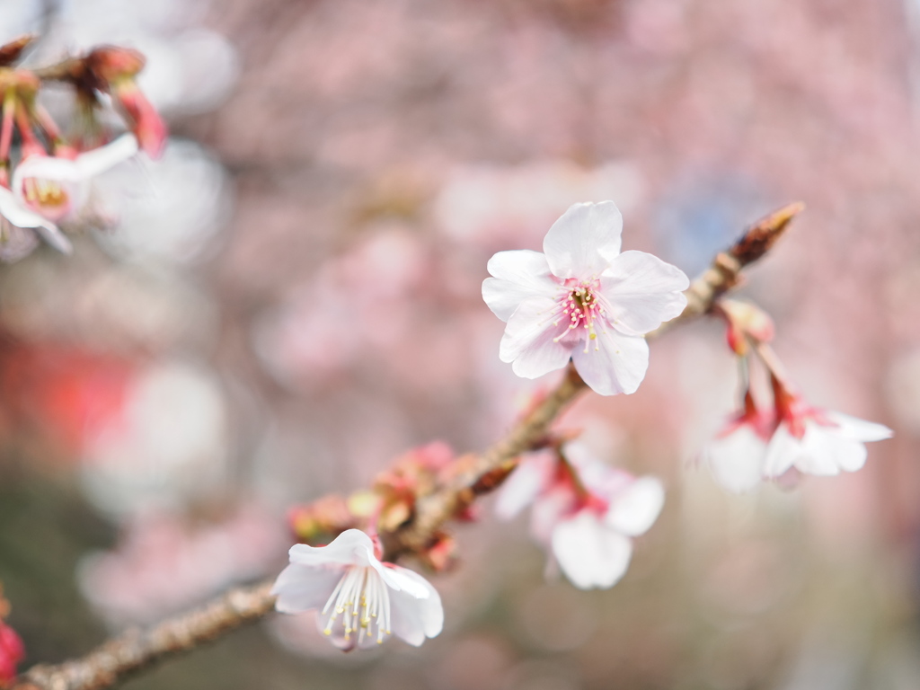 熱海桜　2023