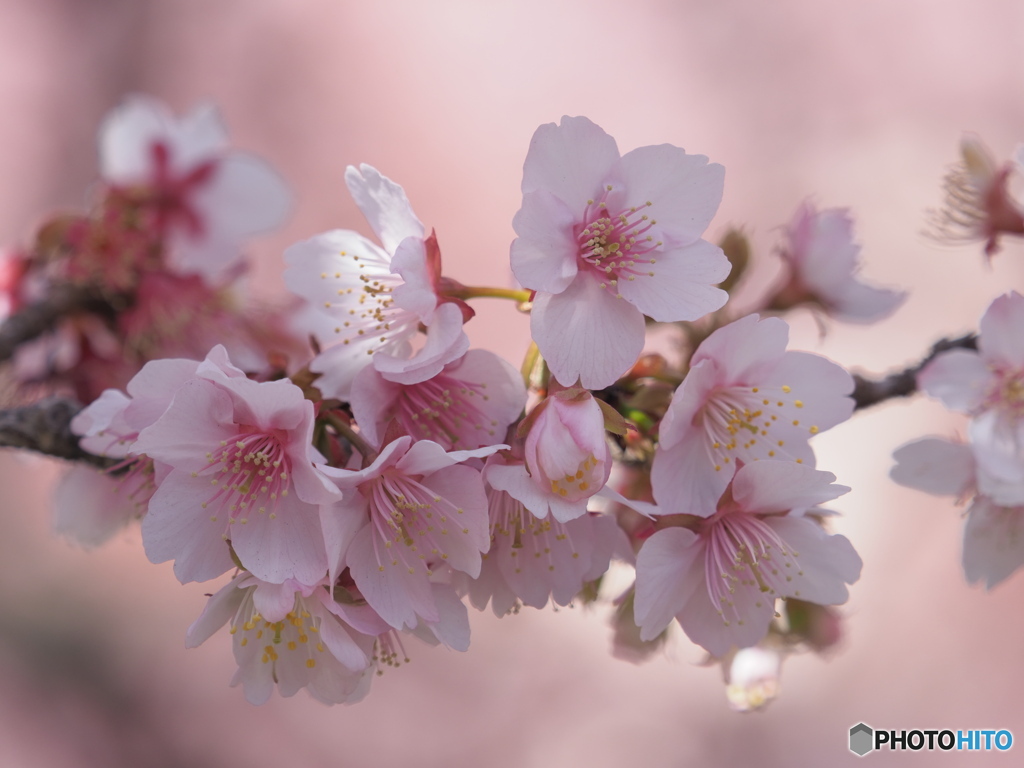 あたみ桜