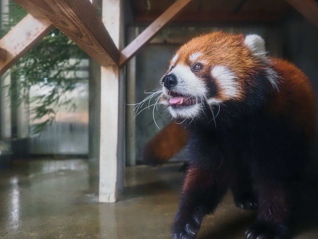 レッサーパンダ