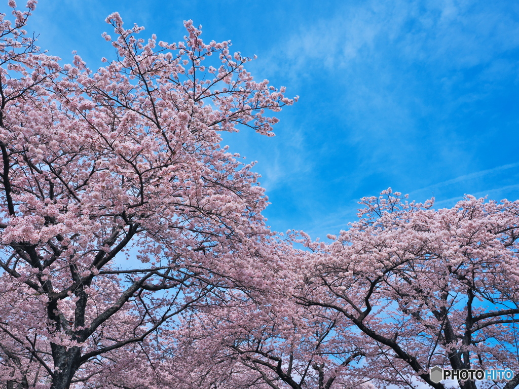 桜と青空