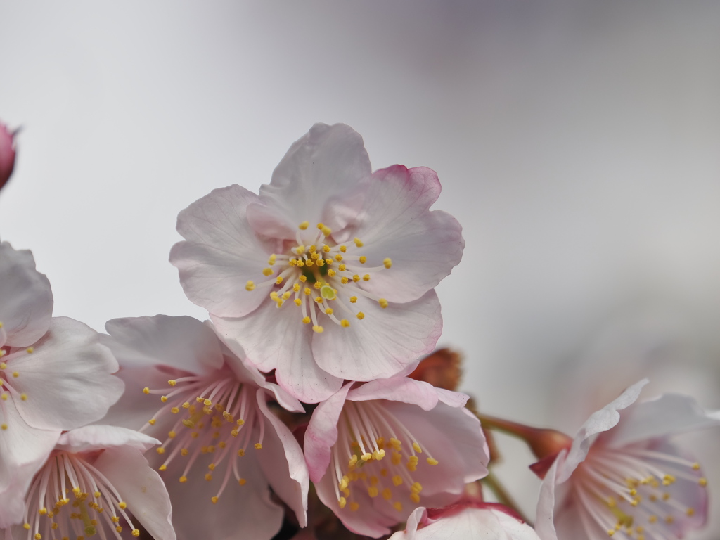 熱海桜