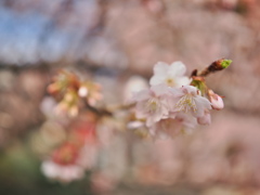 熱海桜