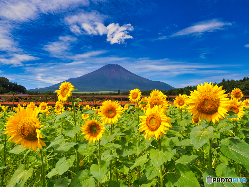 富士山とひまわり