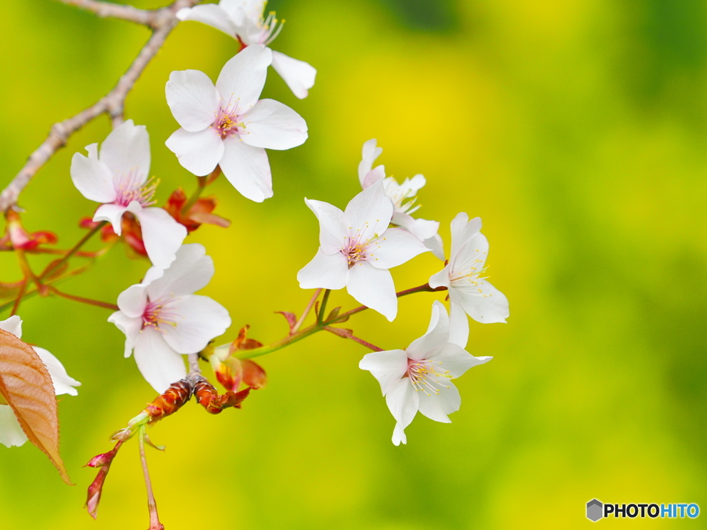 山桜