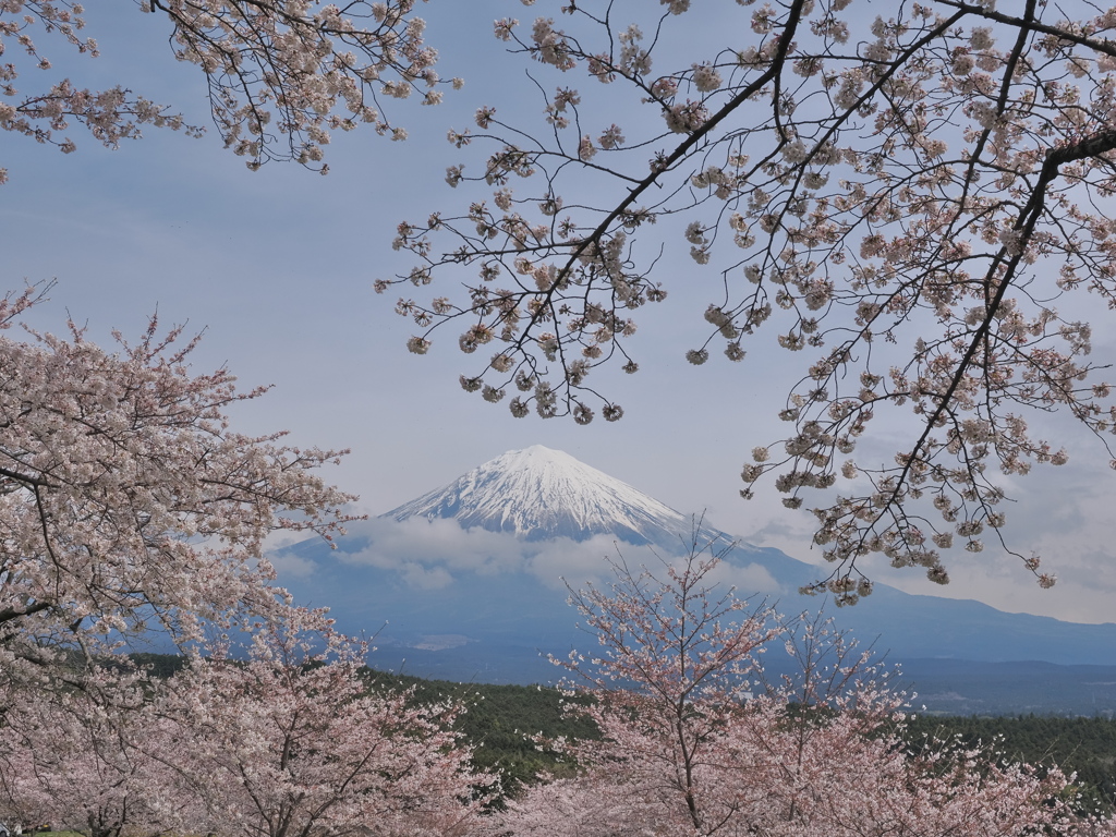 大石寺　桜　2024