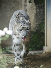 ユキヒョウ