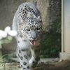 ユキヒョウ