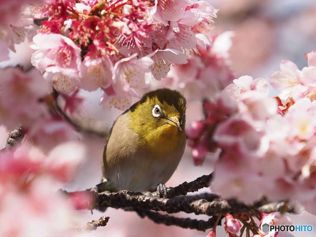 メジロとあたみ桜