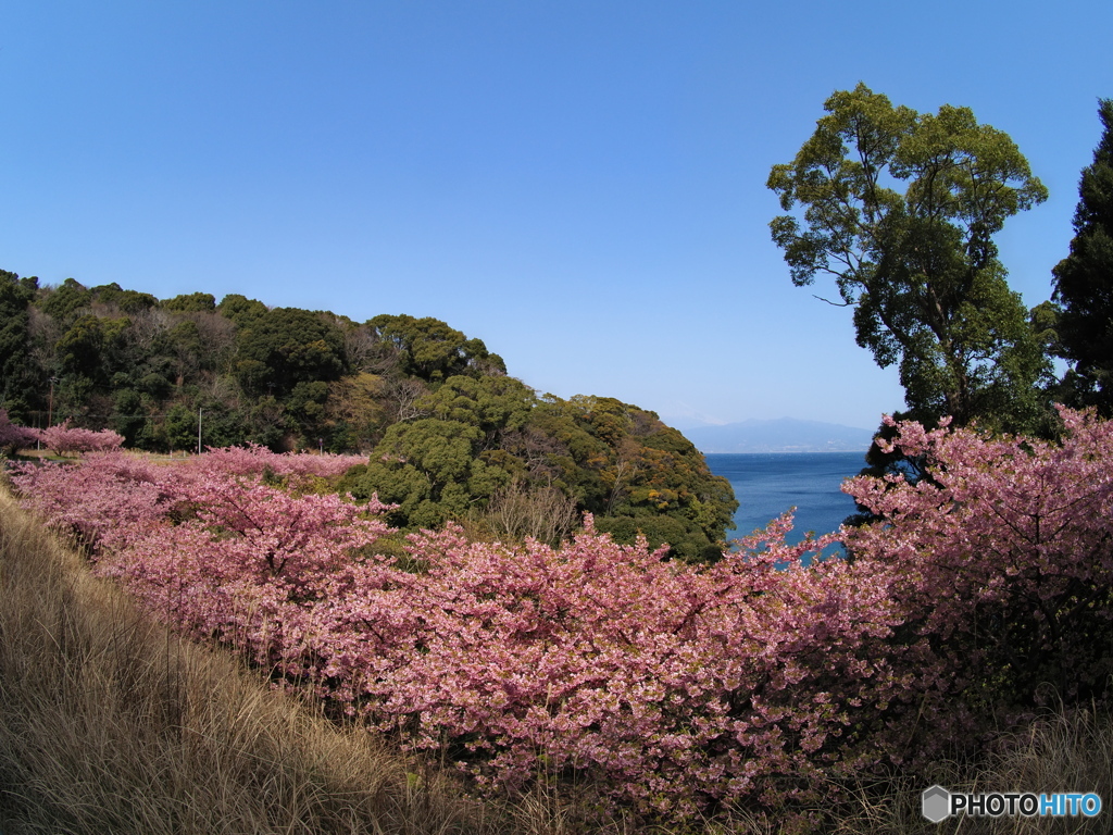 河津桜