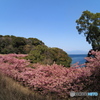 河津桜