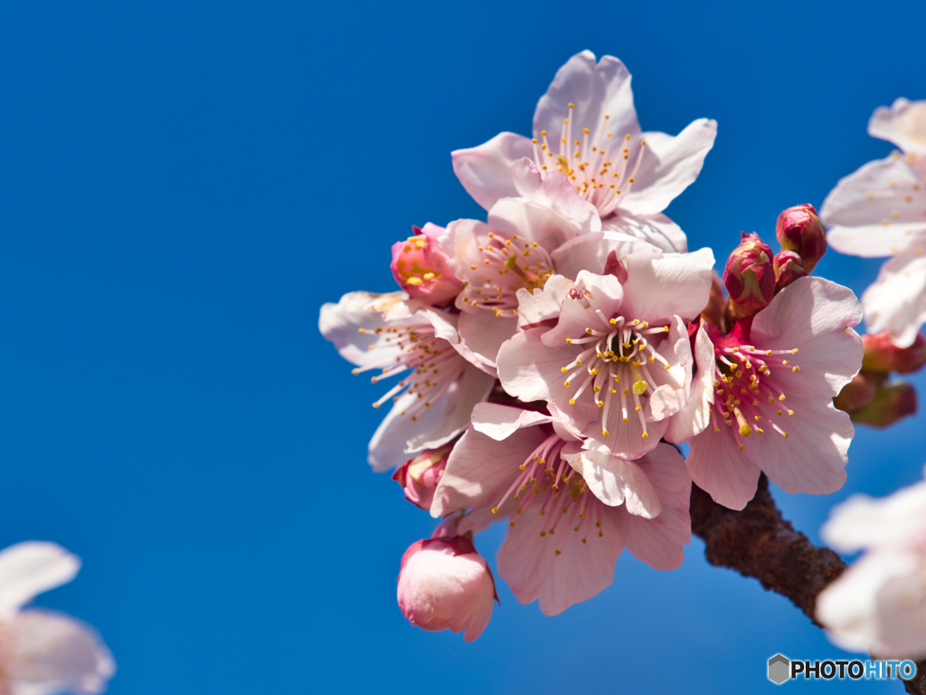 熱海桜