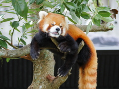 2025 レッサーパンダ　