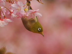 河津桜とメジロ　2026　③