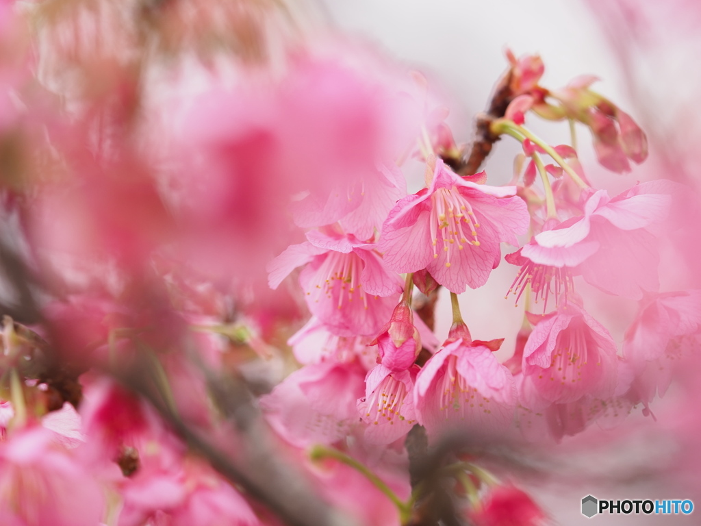 土肥桜