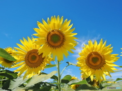 夏空と向日葵