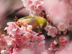 熱海桜とメジロ　2026