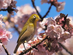 熱海桜とメジロ　2025-2