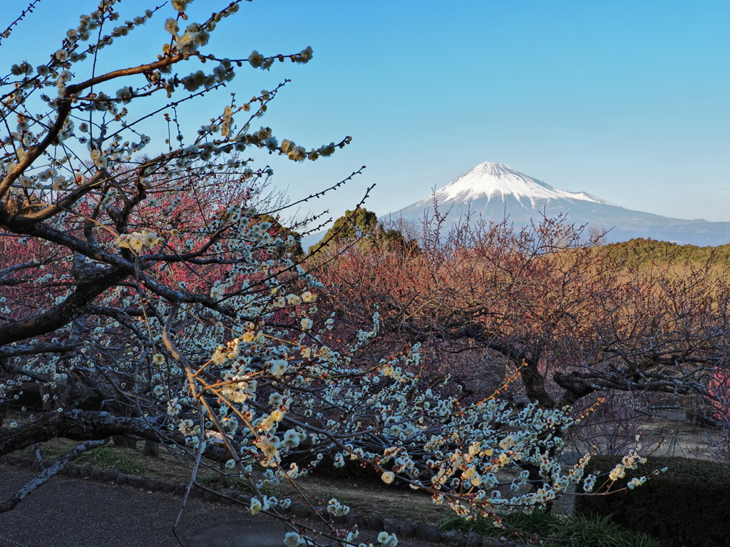 富士山と梅